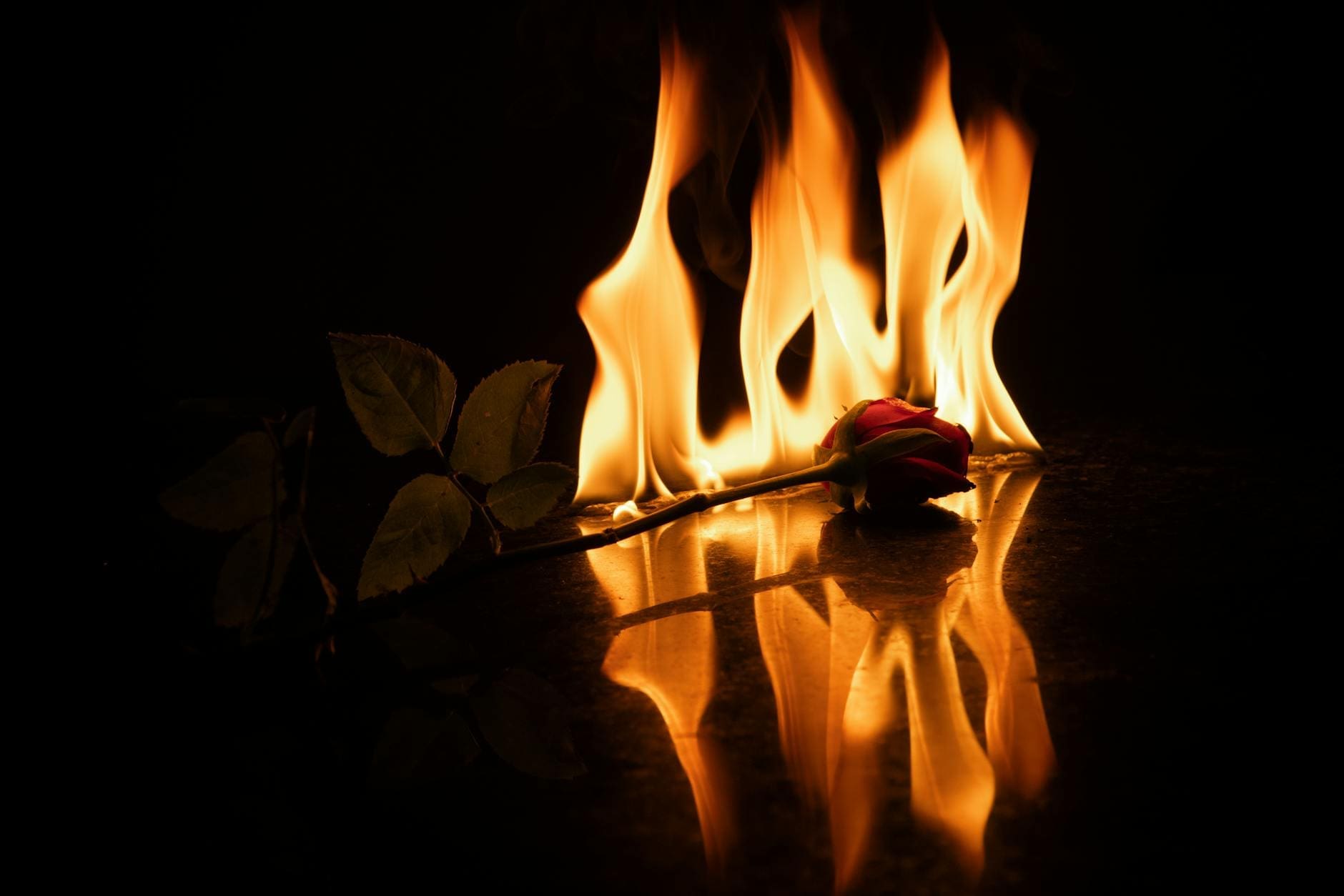 dramatic burning rose with reflection