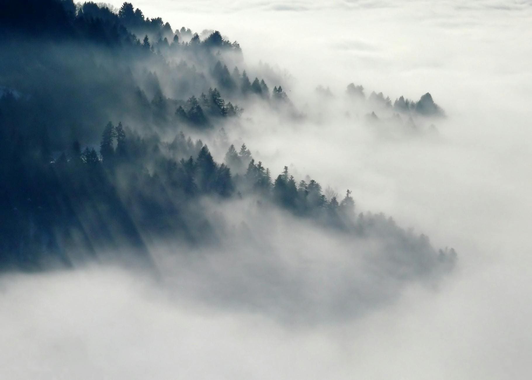 mountain with green leaved trees surrounded by fog during daytime