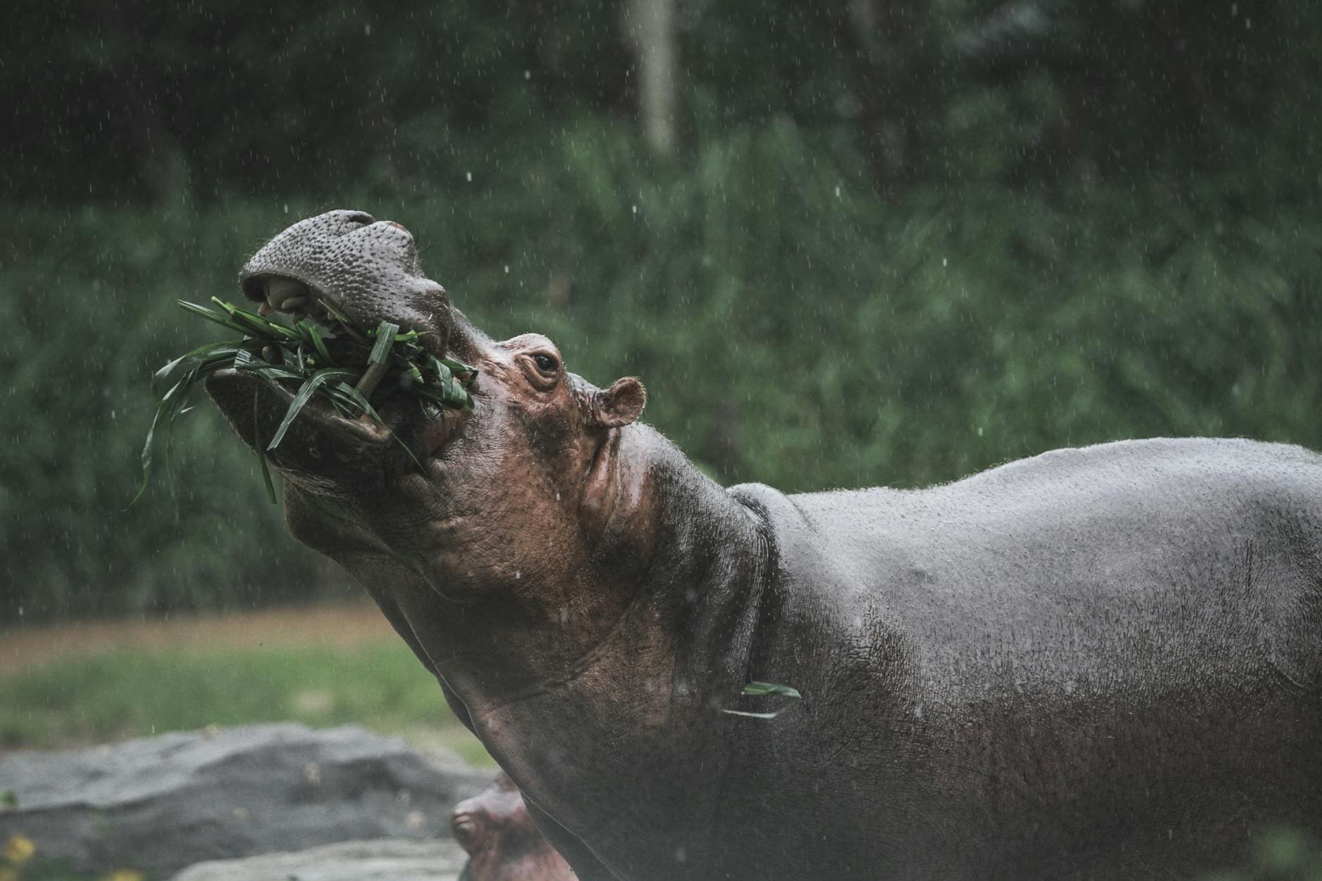 close up of a hippopotamus under the rain