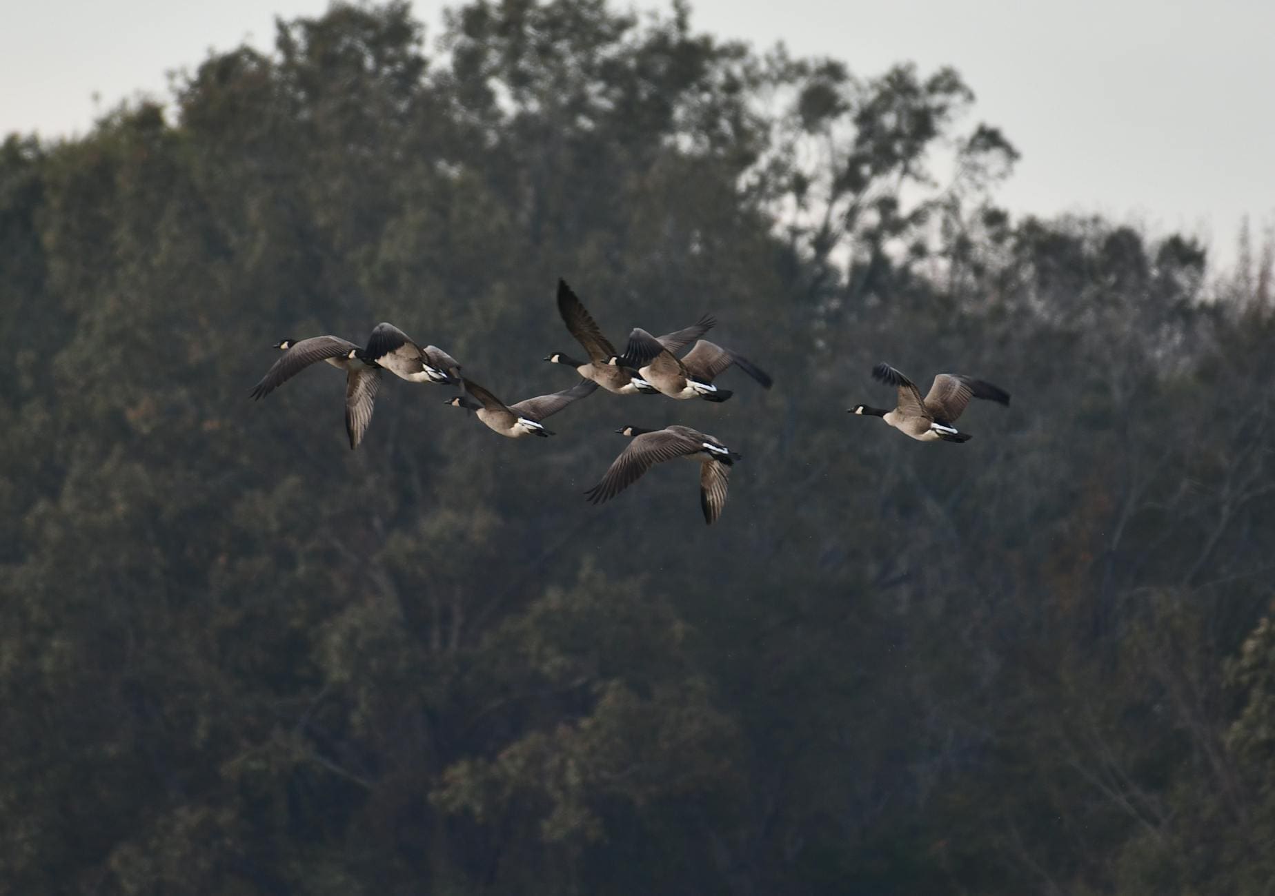 photo of geese flying
