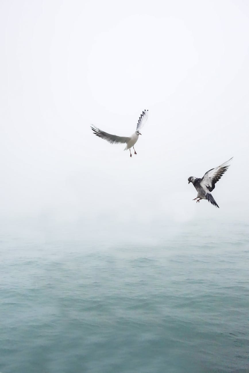 seagulls flying above water
