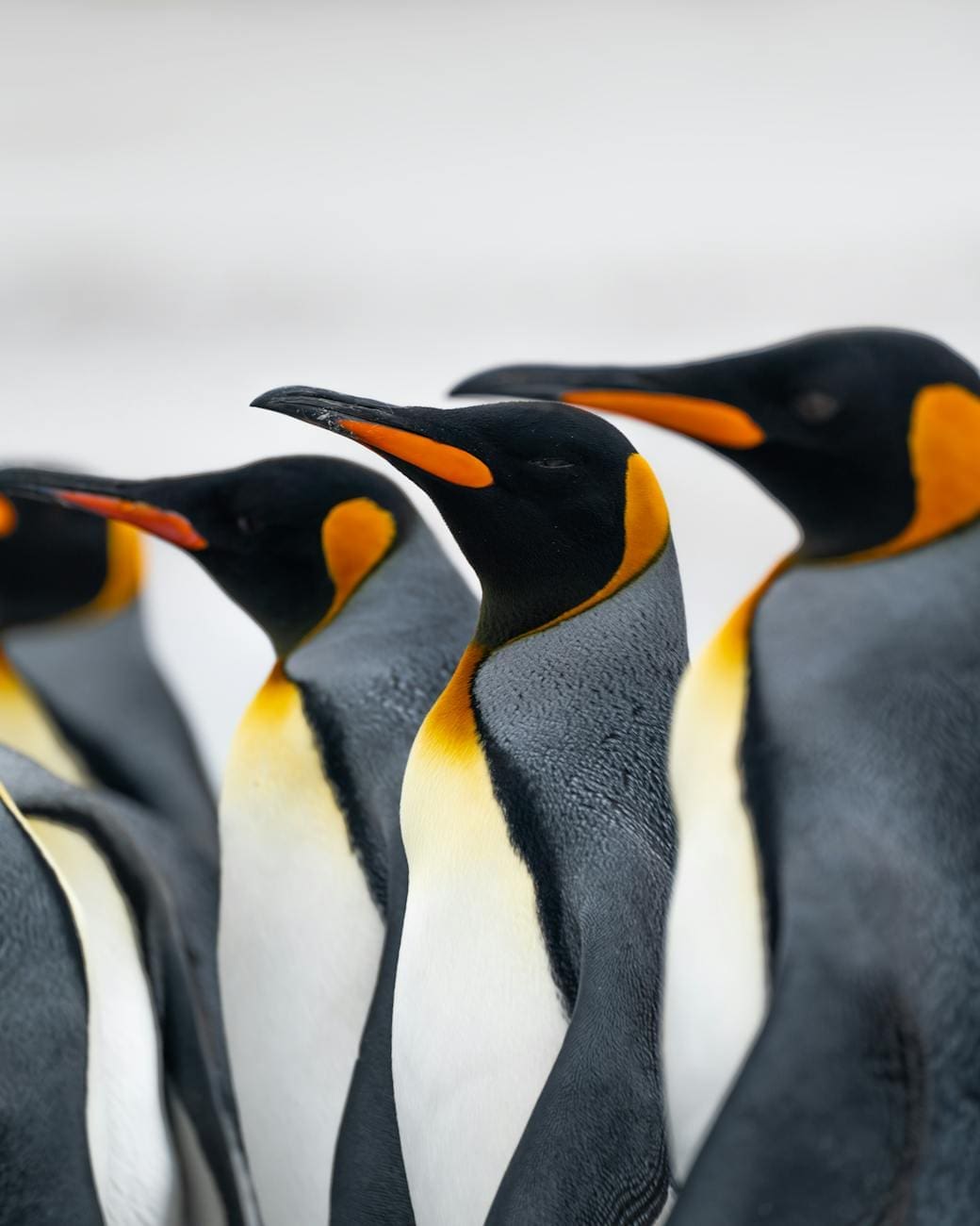 colony of penguins