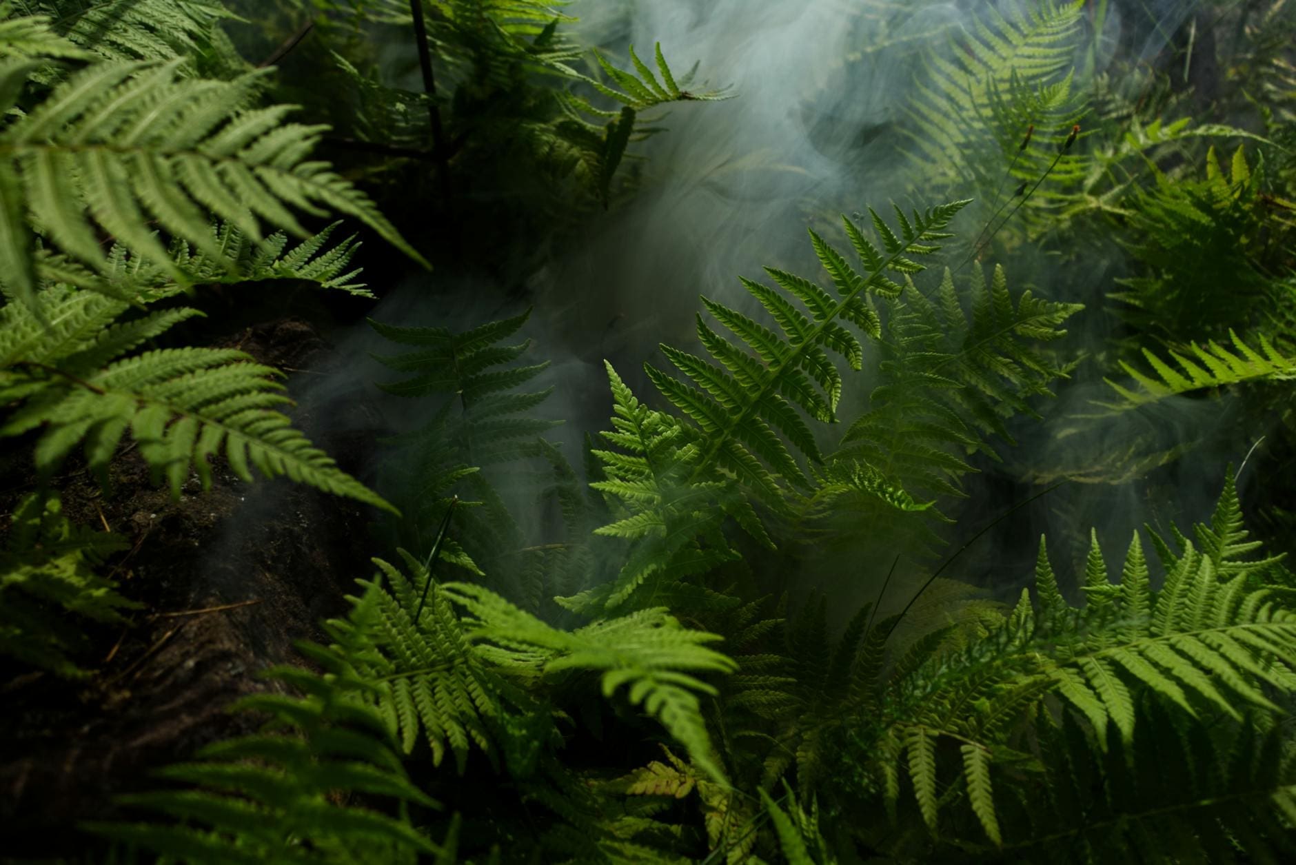 photo of fern plants