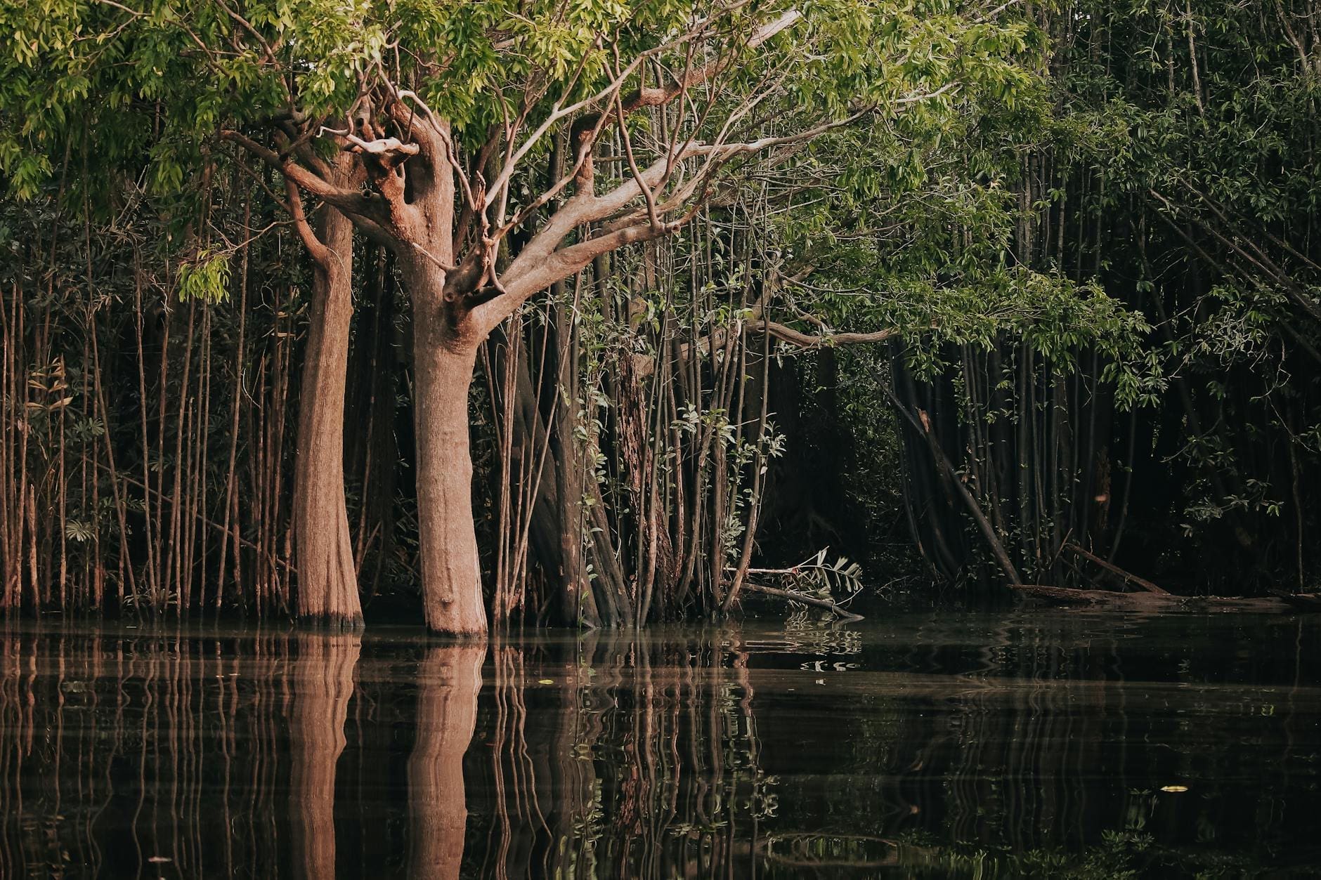 serene amazon rainforest with lush greenery reflected in river