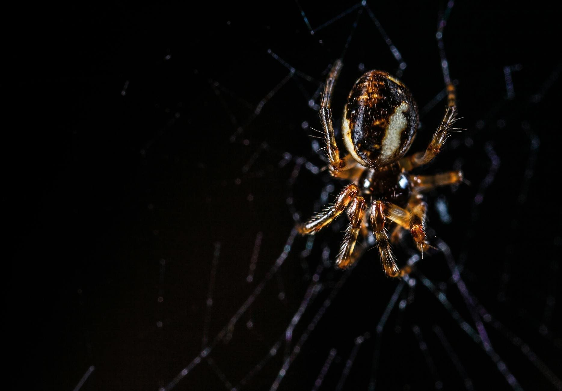 brown orb weaving spider