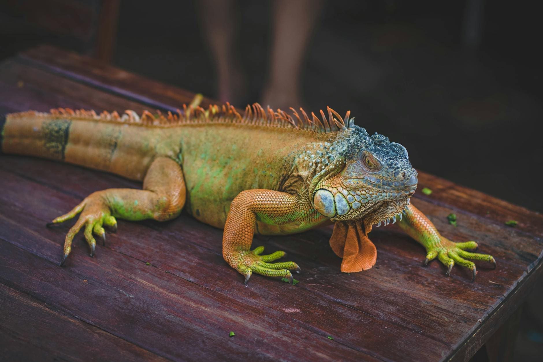 green iguana on brown wooden table