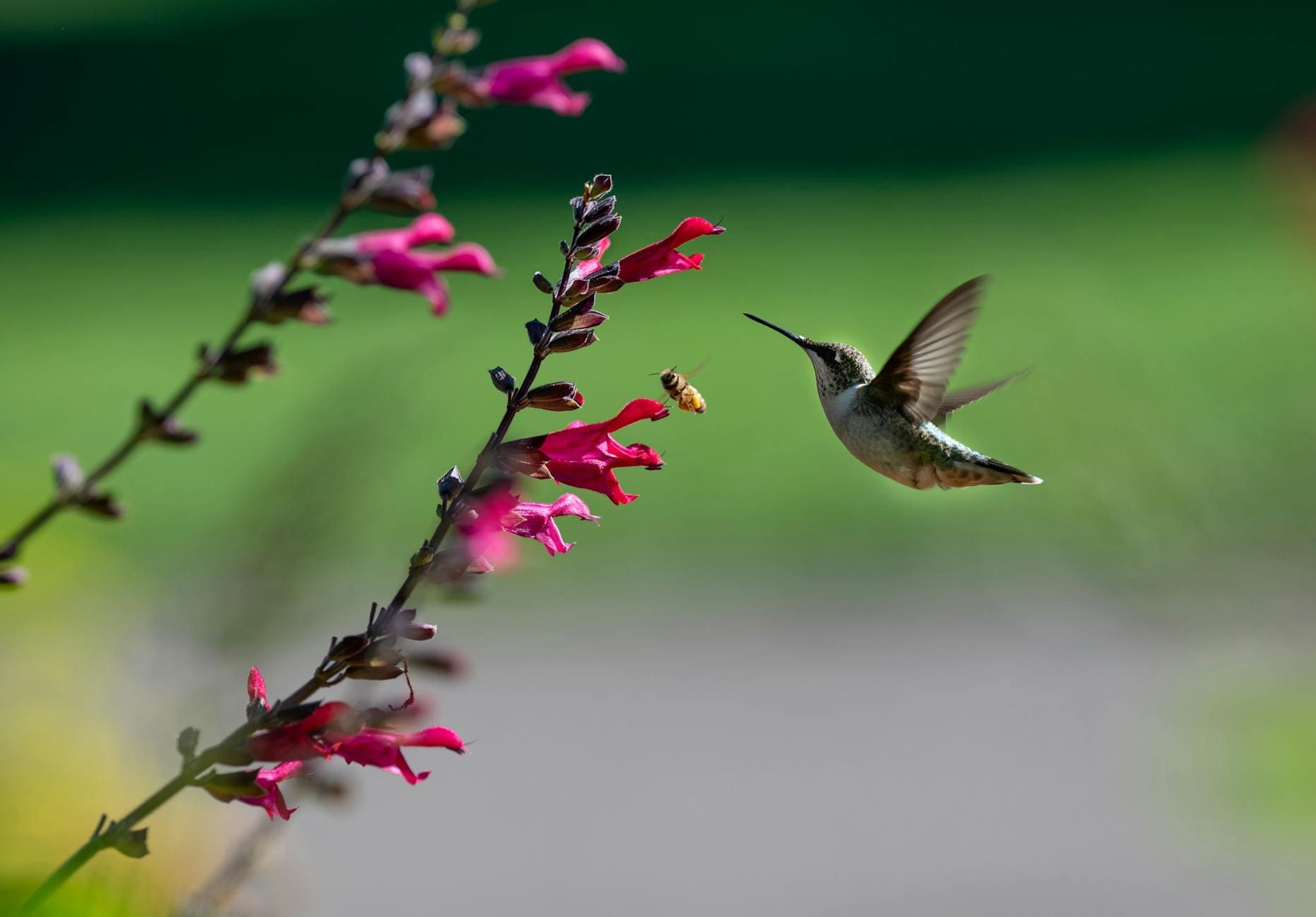close up shot of a hummingbird